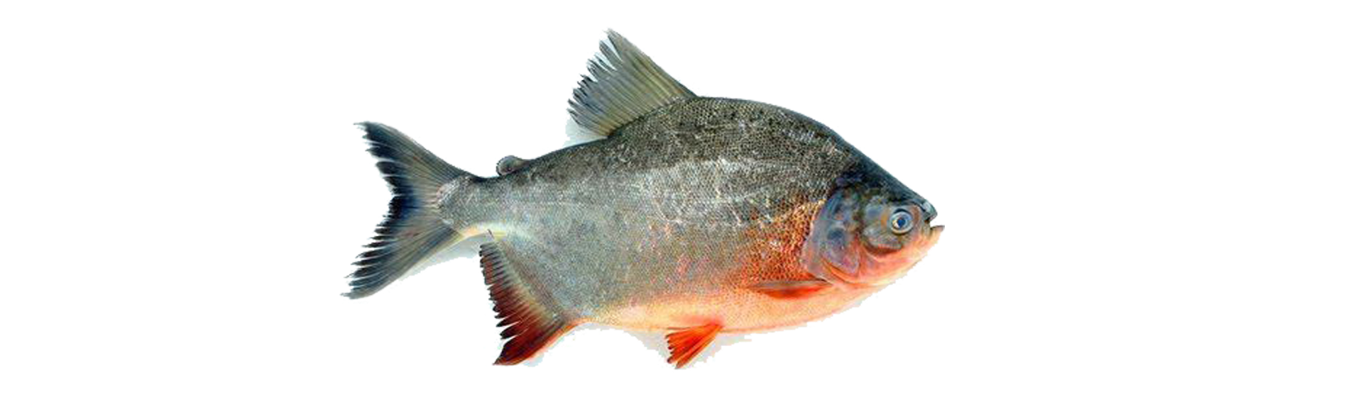 Piraňa rostlinožravá (Piaractus brachypomus) :: Rodinná farma Bušanovice